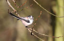 06-2632 Long Tailed Tit (Aegithalos caudatus) in Tree with Spring Buds.